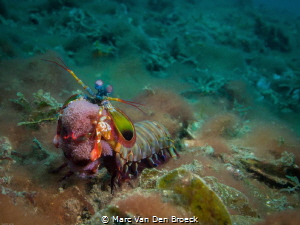 egg carrier in lembeh by Marc Van Den Broeck 